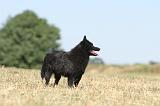 SCHIPPERKE 142